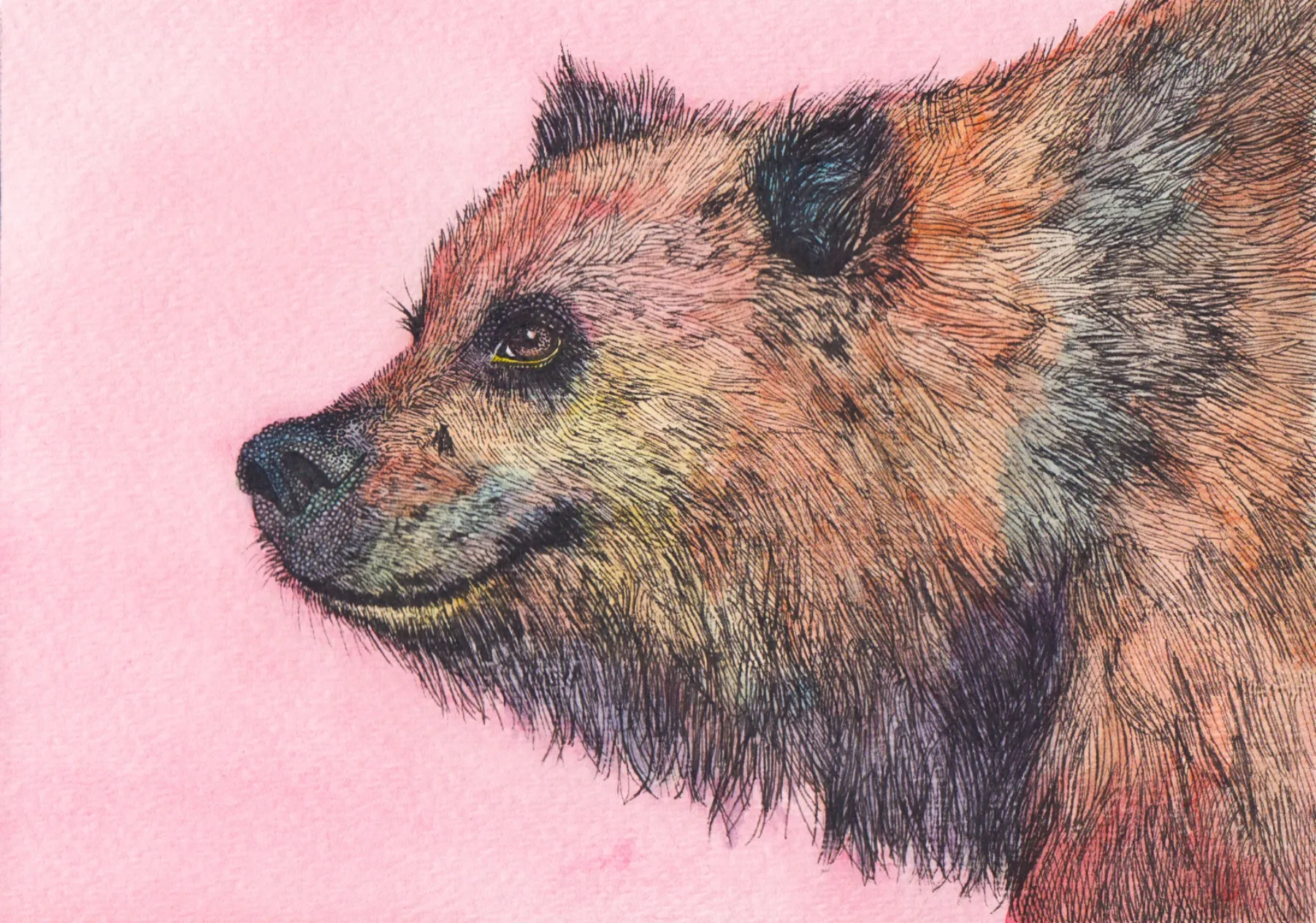 bear-final.jpg