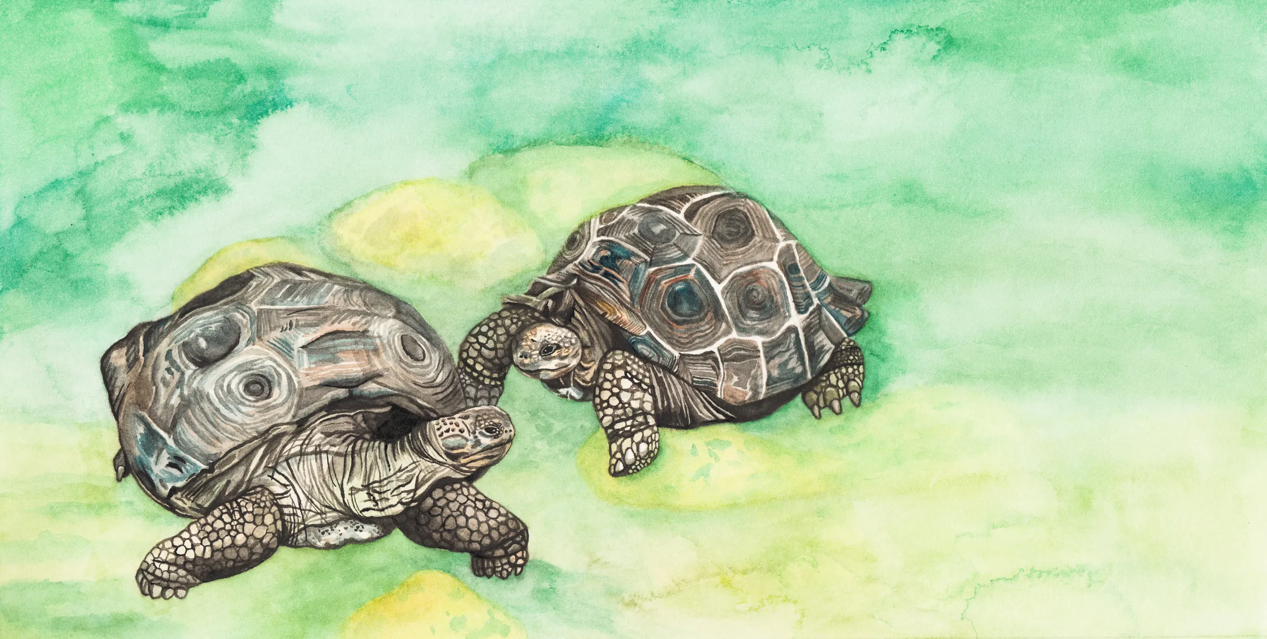  I wish we were giant tortoises,  So the days would go by slow. For two hundred years we’d be together, I know it to be so. 
